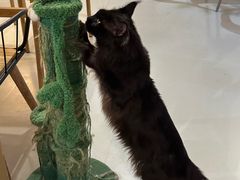-豆逗聊愈猫阁Easy Life