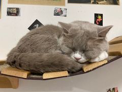 -我爱猫咪·猫咖·狗咖·安哥拉兔·羊驼咖(小寨华旗店)