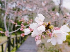 -顾村公园3号门停车场