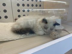 -comecome来吧宠物(奥克斯中心店)