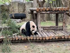 -上海野生动物园