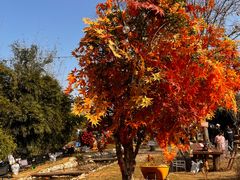 -HERRE·FARM 赫尔露营农场·团建聚会包场