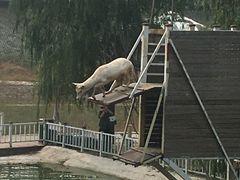 -北京鹿世界主题园