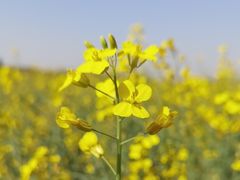 -汉长安城未央宫国家考古遗址公园