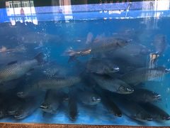 -淘米捞·米汤脆鲩鱼火锅(福田皇岗店)