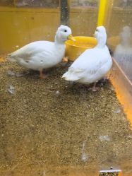 -神奇动物撸宠馆·羊驼·小浣熊·异宠(豫园店)