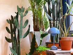 -PlantsEatery·植物食堂(REX春熙店)