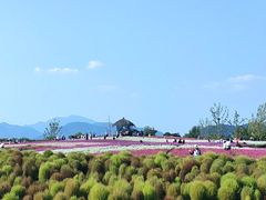 -径山花海