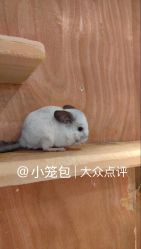 -神奇动物撸宠馆·羊驼·小浣熊·异宠(豫园店)