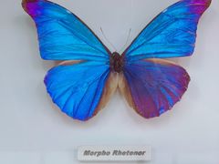 -上海大自然野生昆虫馆(东方明珠·爬宠昆虫探索中心)