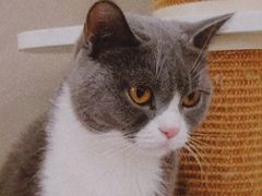 -猫域·湾主题猫咖·宠物吧(南坪城市广场店)