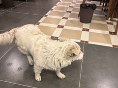 -小志家.野生菌鲜切牦牛肉牛杂火锅