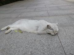 -西安大兴善寺