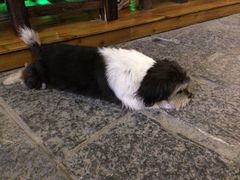 iphone_upload_pic-山色柴火烤披萨·原切牛扒