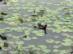 -金沙湖公园