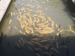 虹鳟鱼-青龙潭鱼庄