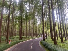 -黄海国家森林公园