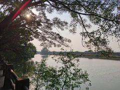 -大湾区中央湿地公园