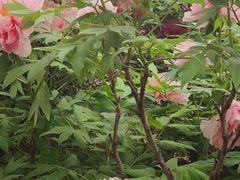 -洛阳市牡丹公园