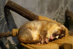 -Zoolung Zoolung动物主题公园(海信广场店)