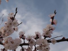 -洛阳市隋唐城遗址植物园