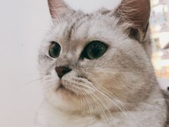 -李小姐の猫咖啡馆(五角场店)