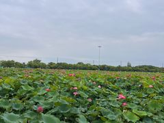 -嘉北郊野公园