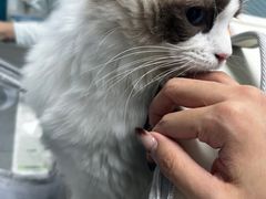 -纳吉亚猫专科动物诊疗中心(蒋宅口分院)