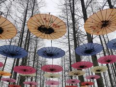 -东平国家森林公园