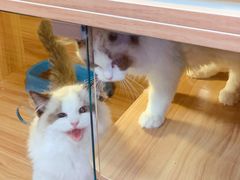 -猫十亿·布偶金渐层·曼基康矮脚猫舍(青年路店)