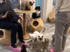 -楼上猫咖(罗湖店)