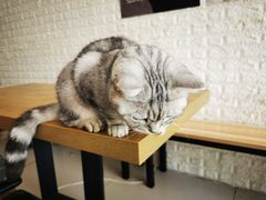 -平行世界·猫咖(首经贸店)