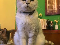 -李小姐の猫咖啡馆(五角场店)
