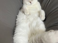 -瑞派名望24h动物医院异宠专科·猫专科·骨科·重症监护分院