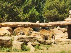 -北京野生动物园