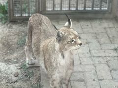 -青藏高原野生动物园