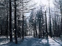 -塞罕坝国家级自然保护区