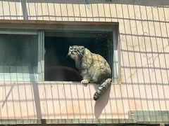 -青藏高原野生动物园