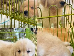 -Let's go狗咖·猫咖·奶狗·桌游(春熙路IFS店)