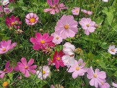 -紫颐香薰山谷景区