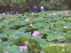 -嘉北郊野公园