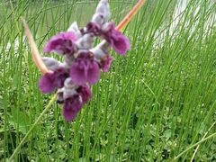 -艾溪湖湿地公园