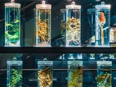 -广东中医药博物馆