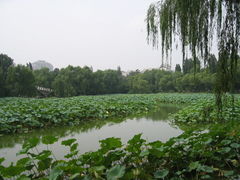 -紫竹院公园冰场