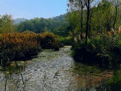 -西湖风景区-江洋畈生态公园