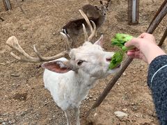 -秦皇岛野生动物园