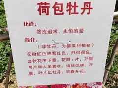 -神州牡丹园