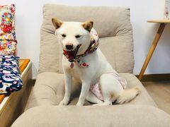-柴迷FANS CLUB·柴犬狗咖·猫咖