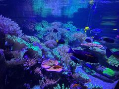 -迪拜水族馆及水下动物园