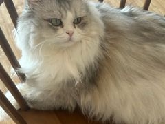 -猫小主咖啡·猫咖cat cafe(福田店)